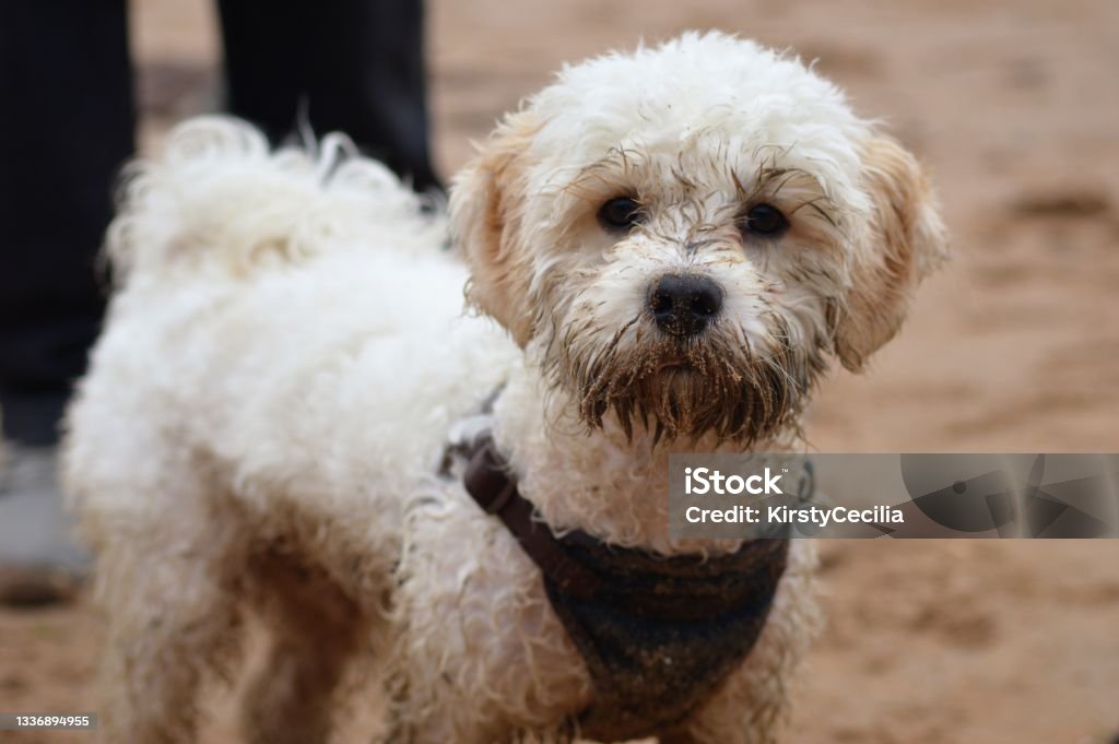 Cavapoochon puppy playing on the beach six month old puppy on Thurstaston Beach in the Wirral Cavapoo Stock Photo