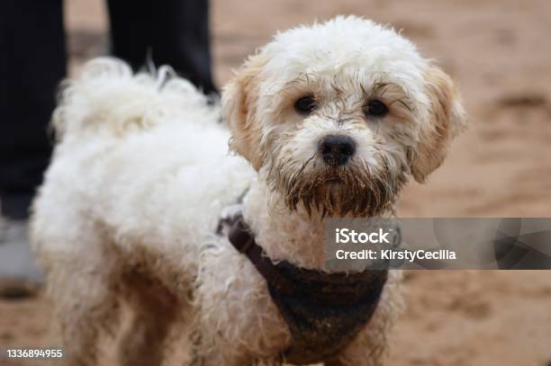 Cavapoochon Puppy Playing On The Beach Stock Photo - Download Image Now - Cavapoo, Puppy, Animal