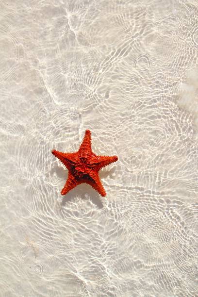 istock starfish orange in wavy shallow water 1336896380