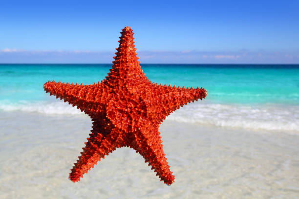 istock starfish isolated in a tropical turquoise beach 1336896385