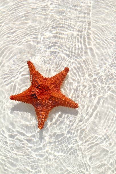 istock starfish orange in wavy shallow water 1336896395