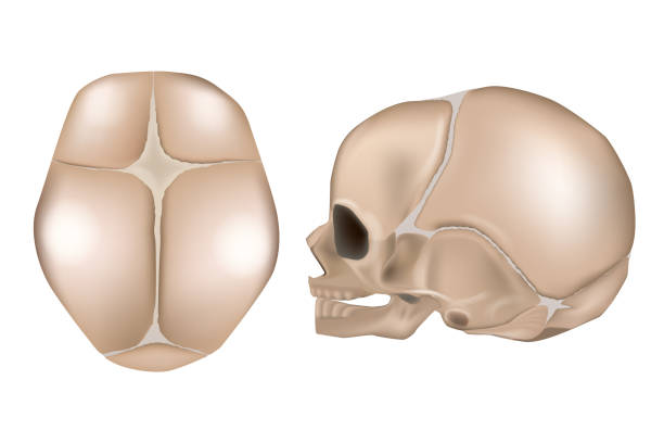 ilustrações de stock, clip art, desenhos animados e ícones de anatomy of the newborn skull. lateral view and view from the top. cranial sutures - crânio humano