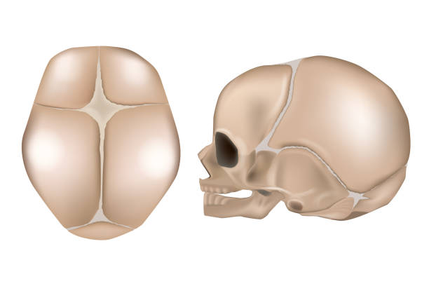 Anatomy of the Newborn Skull. Lateral view and view from the top. Cranial sutures Anatomy of the Newborn Skull. Lateral view and view from the top. Cranial sutures and fontanels. human skull stock illustrations