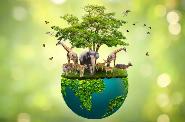 Photo of Concept Nature reserve conserve Wildlife reserve tiger Deer Global warming Food Loaf Ecology Human hands protecting the wild and wild animals tigers deer, trees in the hands green background Sun light