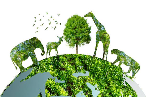 istock A very rich forest with lush trees. up massively environmental concept 1336896586