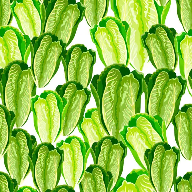 Vector illustration of Seamless pattern lettuce Romano on white background. Modern texture with salad.