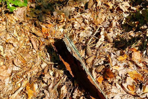 Forest litter, on which fell a lot of dry leaves, pine needles and cones, also lies a piece of bark.