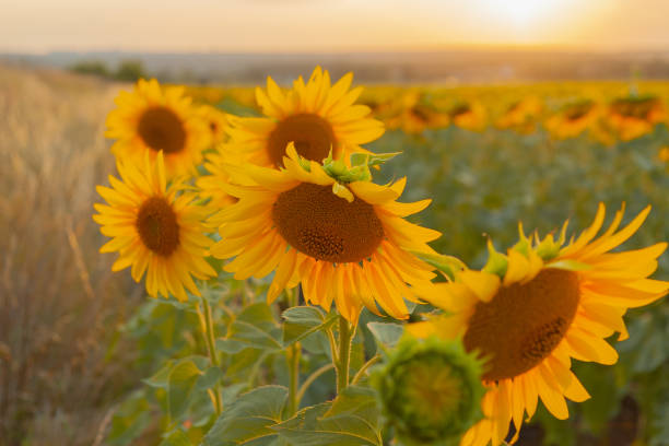 istock Sunflower field on a warm summer evening 1336898000