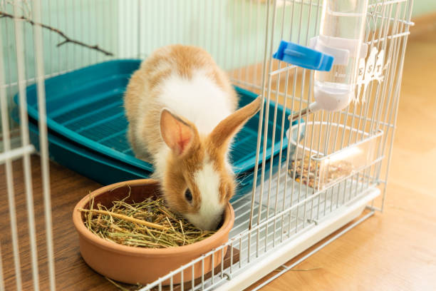 istock 3 months old bunny rabbit eating hay 1336898062