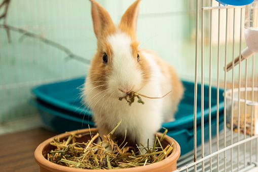Funny bunny rabbit eating hay food close up