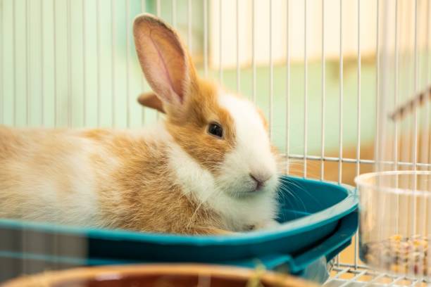 istock 3 months old bunny rabbit laying toilet 1336898096