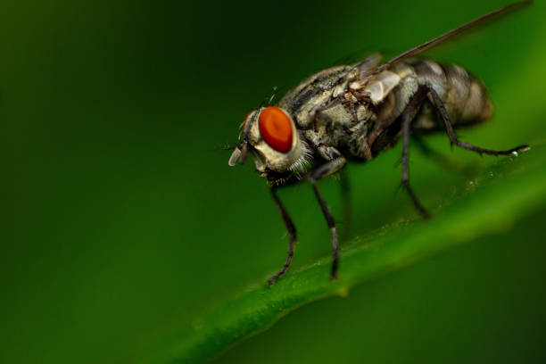 istock Close-up of a fly 1336898923