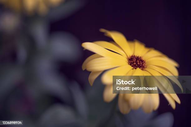 Yellow Daisy Close Up Stock Photo - Download Image Now - Backgrounds, Beauty, Beauty In Nature