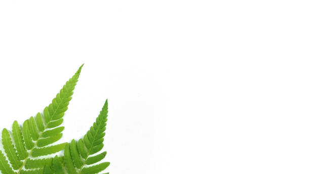 istock Creative layout made of tropical leaves on white background. Minimal summer exotic concept with copy space.flat lay 1336899169