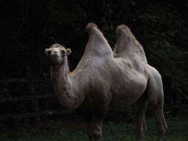 camelo - hump - fotografias e filmes do acervo