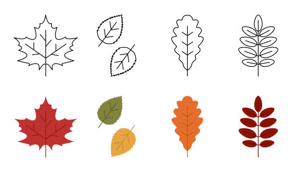 Set of fall leaves icons. Autumn leaves isolated on white background. Icons set in trendy line style. Vector illustration. Set of fall leaves icons. Autumn leaves in color and black and white style isolated on white background. Icons set in trendy line style. Vector illustration. aspen leaf stock illustrations