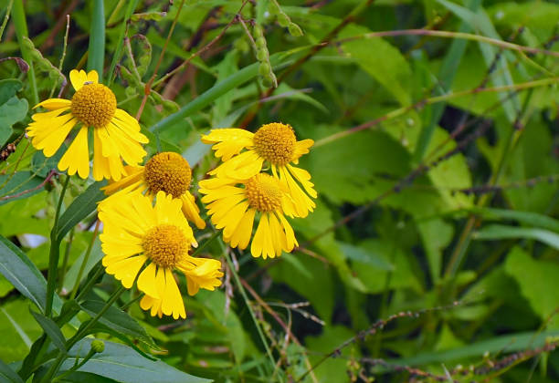 istock Yellow Sneezeweed Flowers 1336903363