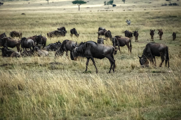 istock wildebeest roaming the Kenyan wilderness 1336904422
