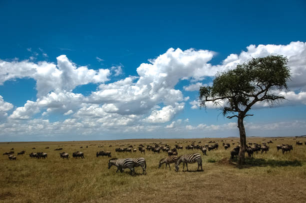 istock wildebeest roaming the Kenyan wilderness 1336904471
