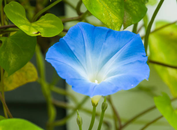 fleur de gloire du matin - august cape cod massachusetts new england photos et images de collection