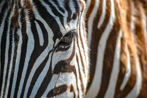 zebre che vagano per la natura selvaggia del kenya - parco nazionale del serengeti foto e immagini stock