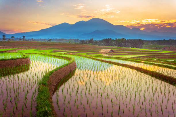 istock morning view with beautiful rice fields reflecting the sky and the morning sun between the mountains 1336906470