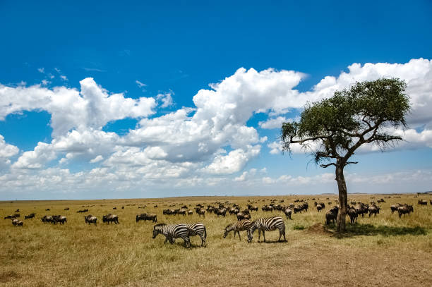 istock zebras roaming the Kenyan wilderness 1336906496