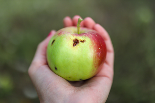 A female hand holds a damaged apple eaten by worms with a hole. Close up, selective focus and copy space