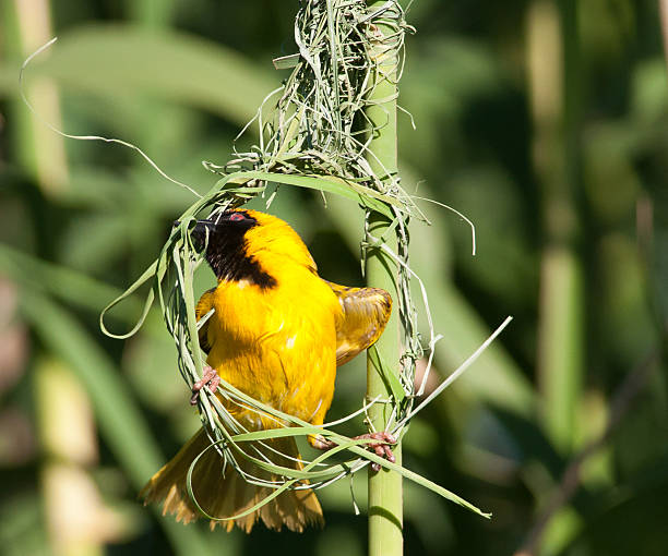 istock Yellow weaver starting nest 133690734