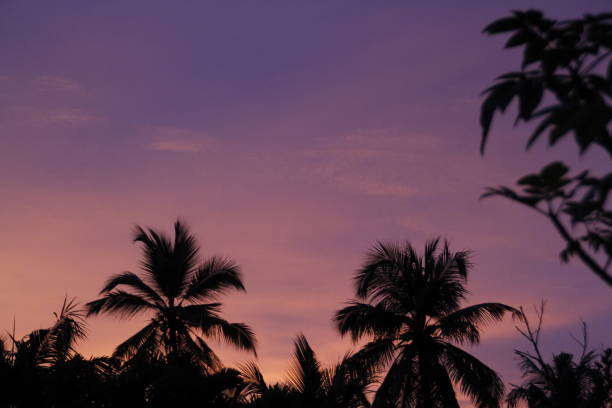 istock Silhouette of trees during sunset 1336907380