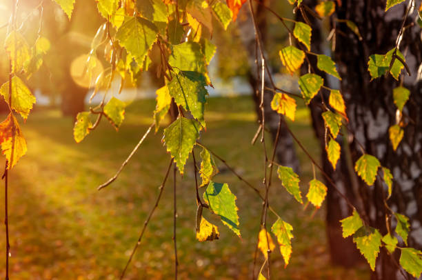istock Autumn leaves in the sunlight. 1336907631