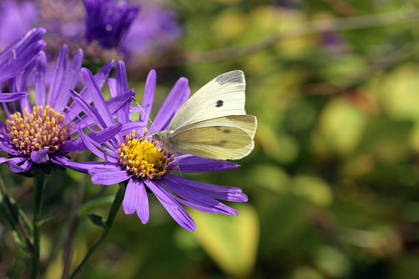 Purple flower,Aster alpinus, with butterfly. stock photo