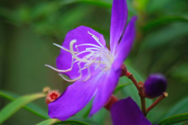 istock Plants and flowers 1336908780