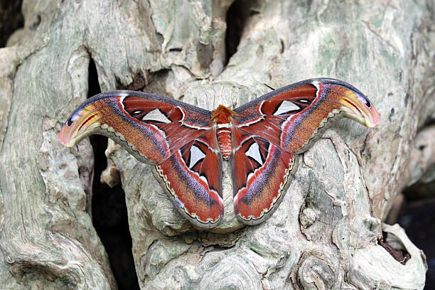 attacus atlas, atlasspinner - saturn moth imagens e fotografias de stock