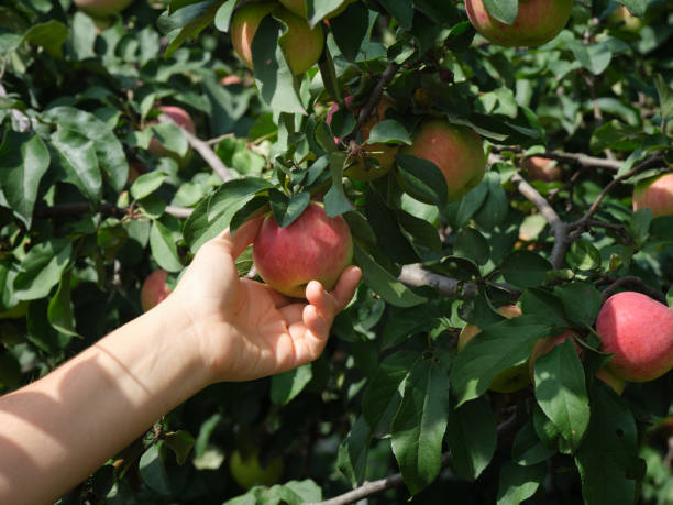 istock A woman picking an apple from an apple tree 1336915732