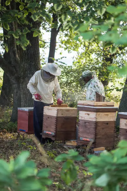 Beekeepers is working with bees and beehives on the apiary. Authentic scene of life in garden