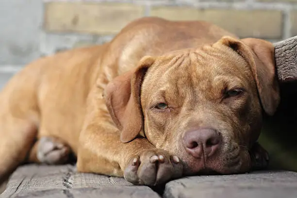 Sleepy dog. American Pit Bull Terrier (rednose)