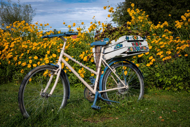 Zalipie, Poland - August 1, 2021:\nA vintage, white and blue bicycle in the garden. Lots of yellow flowers in background. Sunny, summer day.