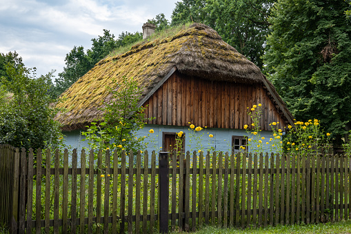 Radom, Poland- July 26, 2021:\nA traditional, white wooden house with thatched roof, surrounded by a wooden fence. Yellow flowers blooming in the garden.