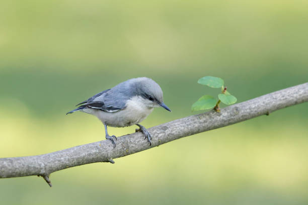 istock Cute nutchatch on a branch. 1336917049