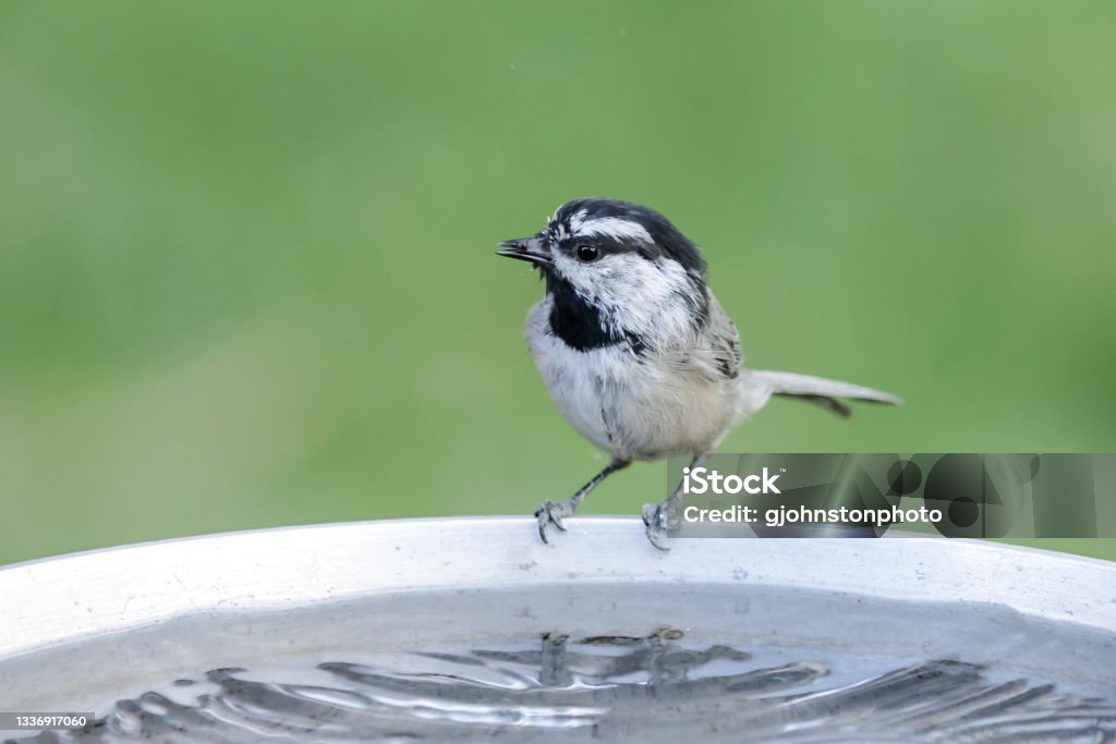 Mountain chickadee drinks from a bird bath. A cute mountain chickadee drinks from a bird bath in north Idaho. Birdbath Stock Photo