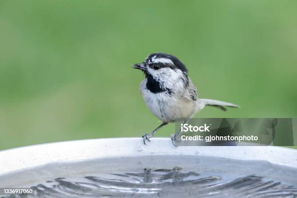 Mountain Chickadee Drinks From A Bird Bath Stock Photo - Download Image Now - Birdbath, Yard - Grounds, Songbird