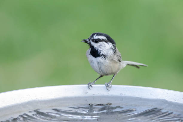 Mountain chickadee bebe de um banho de pássaro. - foto de acervo