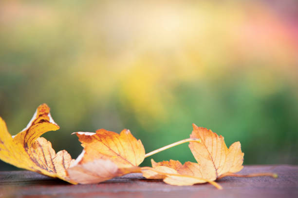 Tree Autumn Leaves on Table