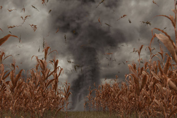3d Rendering of withered cornfield in front of dramatic sky and tornado. Selective focus stock photo