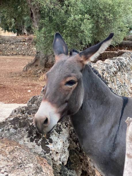 istock Donkey in Southern Italy 1336920083