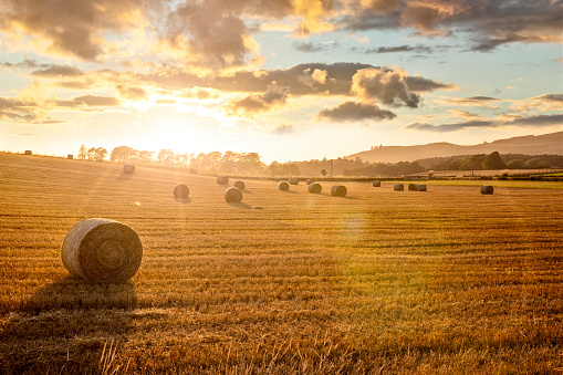 Hay bail harvesting in golden field landscape with summer sunset background