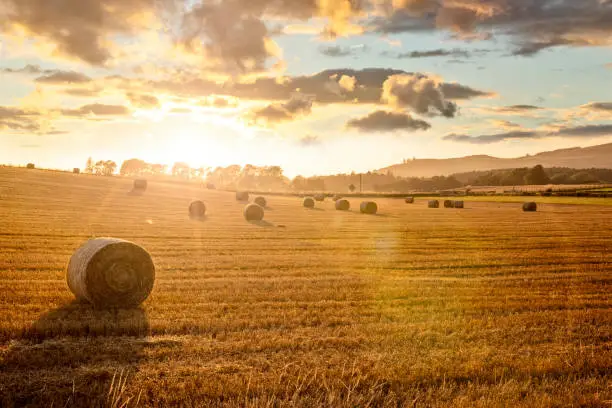 Photo of Hay bales in golden field with sunset summer background