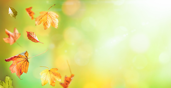 Autumn Leaves against Green Background