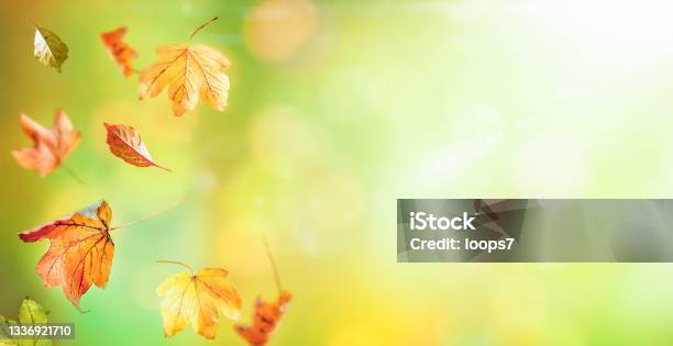 Falling Autumn Leaves Against Green Gradient Blurred Background Stock Photo - Download Image Now
